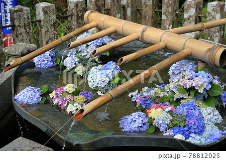 新緑の熊野那智大社と満開の紫陽花園〜青岸渡寺と那智の滝 新緑の熊野那智大社と満開の紫陽花園〜青岸渡寺と那智の滝 78812025