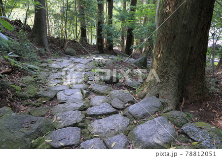 新緑の熊野那智大社と満開の紫陽花園〜青岸渡寺と那智の滝 78812051
