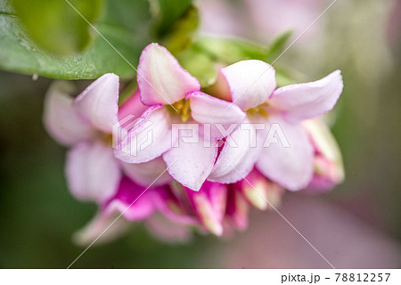 沈丁花の花のクローズアップ 78812257