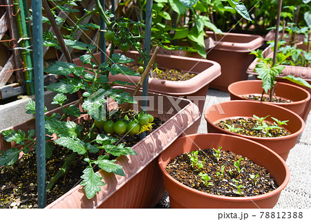 家庭菜園 芽が出たパクチーとトウガラシ しそ ミニトマトの写真素材 7123