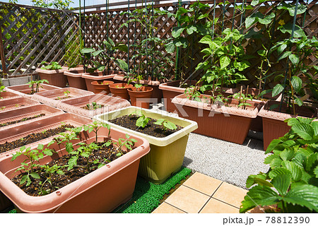家庭菜園 沢山芽が出たミニトマト ほかの野菜も育てて自給自足の写真素材