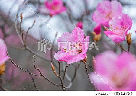 春の赤城山に咲くアカヤシオの花の写真素材