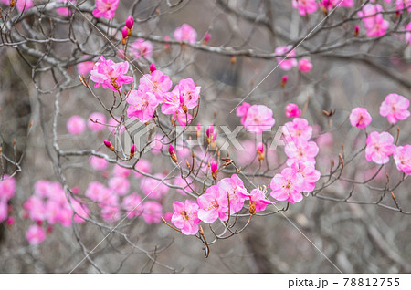 春の赤城山に咲くアカヤシオの花の写真素材