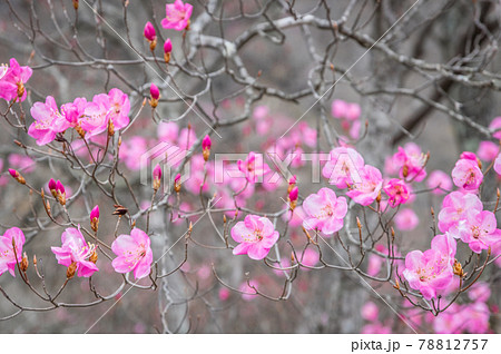 春の赤城山に咲くアカヤシオの花 春の赤城山に咲くアカヤシオの花 78812757