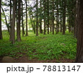 緑あふれる森林の風景 78813147