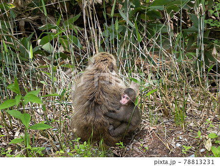 母親にしがみつくニホンザルの赤ちゃん 上高地の写真素材