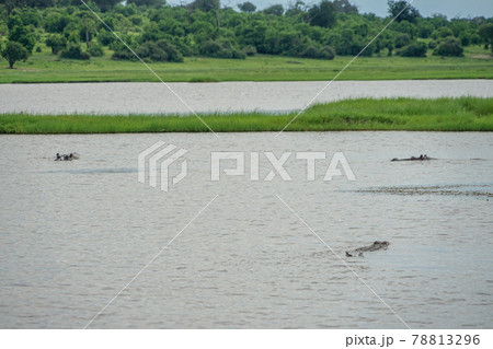 ワニとカバの泳ぐ川 78813296