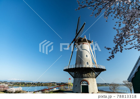 登米市長沼フートピア公園オランダ風車と満開の桜並木 78813318