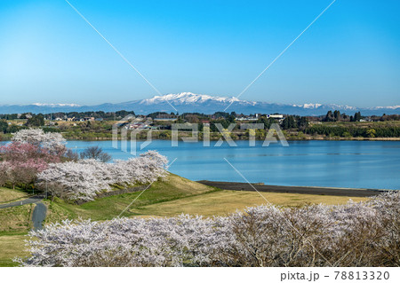 登米市長沼フートピア公園桜のボート場と栗駒山 登米市長沼フートピア公園桜のボート場と栗駒山 78813320