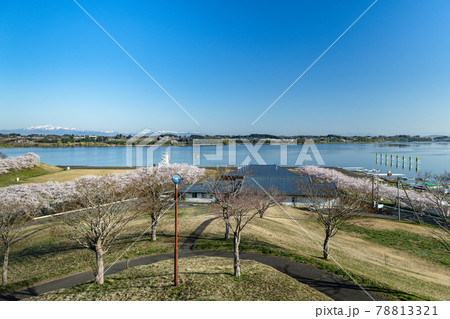 登米市長沼フートピア公園桜のボート場 登米市長沼フートピア公園桜のボート場 78813321