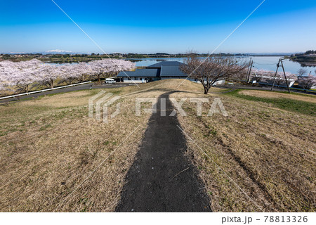 登米市長沼フートピア公園桜のボート場に続く小道 78813326