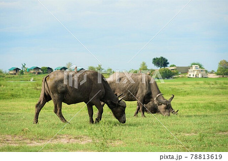 アフリカスイギュウ 78813619