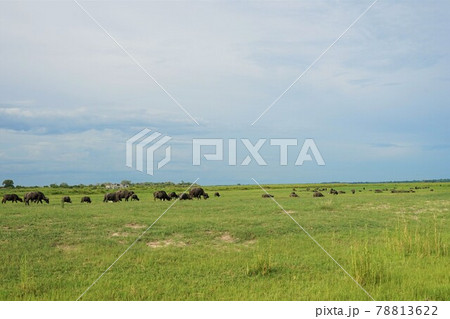 アフリカスイギュウの群れ アフリカスイギュウの群れ 78813622