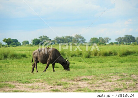 アフリカスイギュウ アフリカスイギュウ 78813624