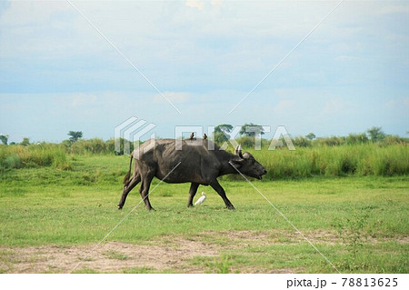 アフリカスイギュウ アフリカスイギュウ 78813625