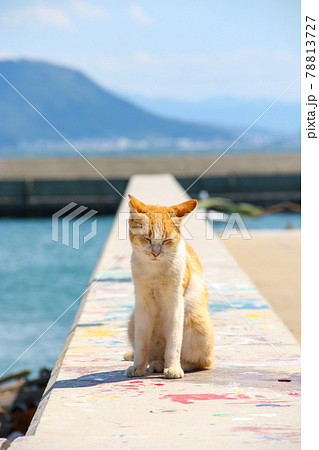 瀬戸内海の島の猫・堤防の上でくつろぐ猫【男木島】の写真素材