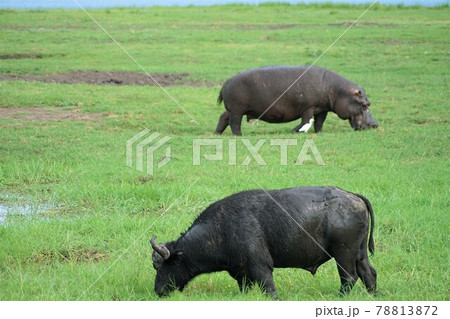 カバとバッファロー 78813872