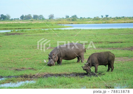 カバとバッファロー 78813878