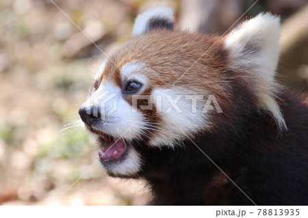 口を開けたかわいいレッサーパンダの写真素材