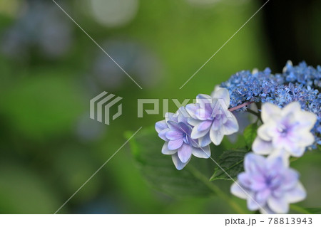 紫陽花 78813943
