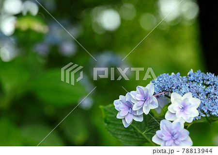 紫陽花 78813944