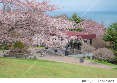 小樽手宮公園の桜 78814024