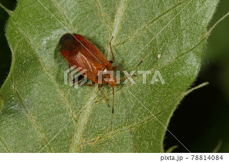 生き物 昆虫 クヌギカメムシ、初夏。五月頃にクヌギやコナラのある雑木林に現れます 生き物 昆虫 クヌギカメムシ、初夏。五月頃にクヌギやコナラのある雑木林に現れます 78814084