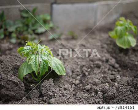 家庭菜園で植えたゴーヤの苗 78814161