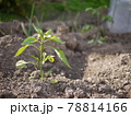 家庭菜園のピーマンの苗 78814166