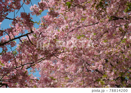 松田山の河津桜 78814200