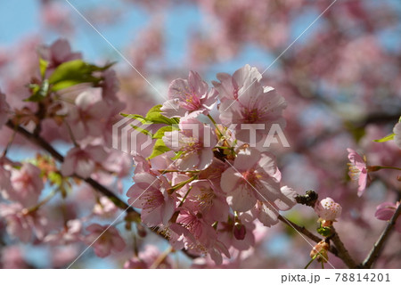 松田山の河津桜 78814201