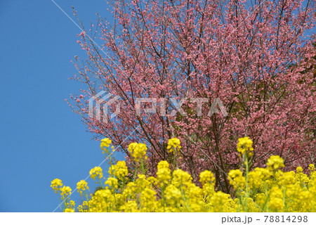 松田山の河津桜 松田山の河津桜 78814298