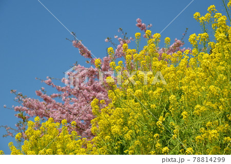 松田山の河津桜 松田山の河津桜 78814299
