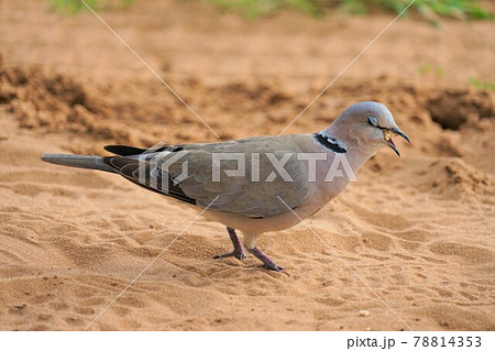 アフリカジュズカケバト 78814353