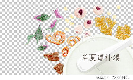 Chinese herbal medicine "Hangekobokuto" hand-painted watercolor style illustration Chinese herbal medicine "Hangekobokuto" hand-painted watercolor style illustration 78814402