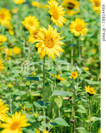 夏の景色 満開のひまわりとミツバチ 夏の景色 満開のひまわりとミツバチ 78814469