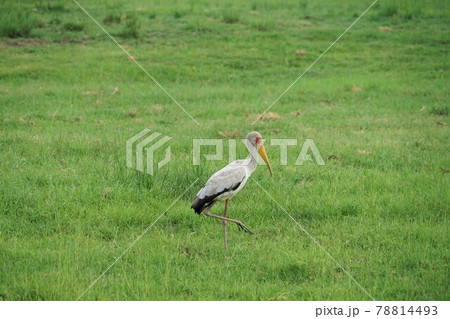 アフリカトキコウ 78814493