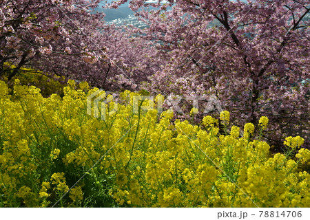 松田山の河津桜 松田山の河津桜 78814706