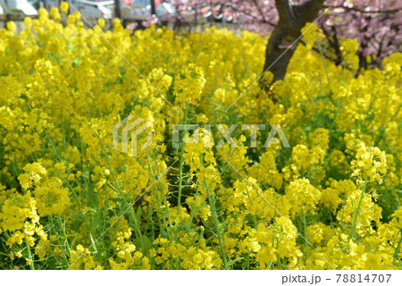 松田山の河津桜 松田山の河津桜 78814707