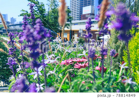 花壇のラベンダー 78814849