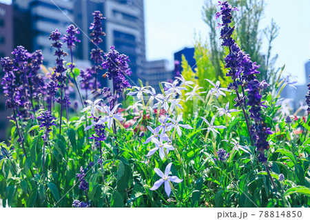 花壇に咲くラベンダー 78814850