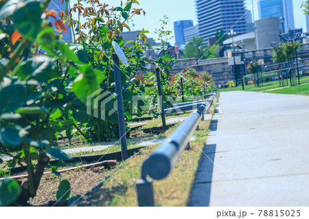 都会の公園　花壇 78815025