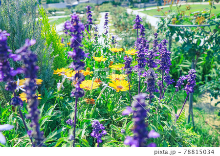 ラベンダーとヘリアンサスデビリス 78815034