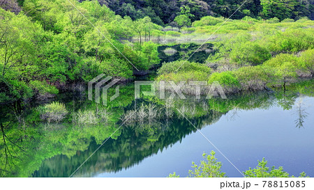 新緑の五十里湖 新緑の五十里湖 78815085
