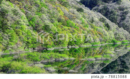 新緑の五十里湖 新緑の五十里湖 78815088