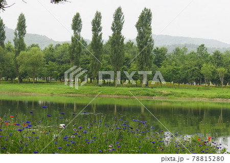 川 河 ガーデン 78815280