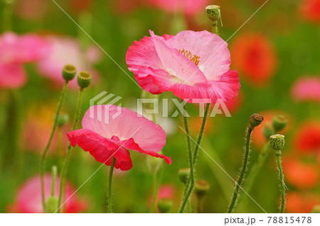 ガーデン 庭園 野生の花の写真素材