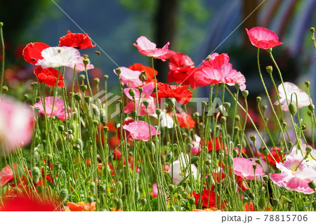 アジサイ ヒマワリ ガーデン 78815706