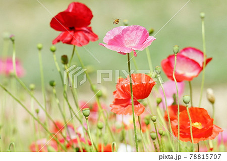 アジサイ ヒマワリ ガーデン 78815707