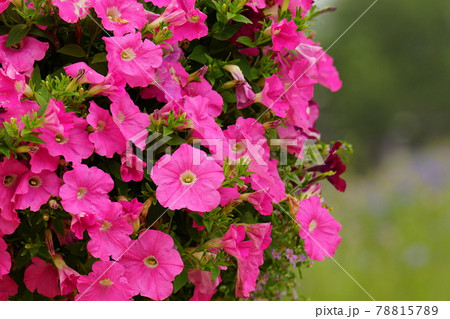 アジサイ ヒマワリ ガーデン 78815789